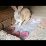 Mother Rabbit and three new born babies // Cute baby rabbits // male rabbits / female rabbits 9842