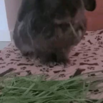 Rocky my Bunny