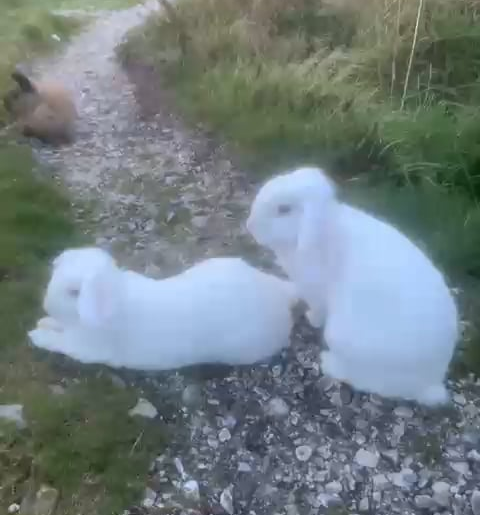 Are these wild or domestic rabbits 5 of them in a field but very friendly and approachable